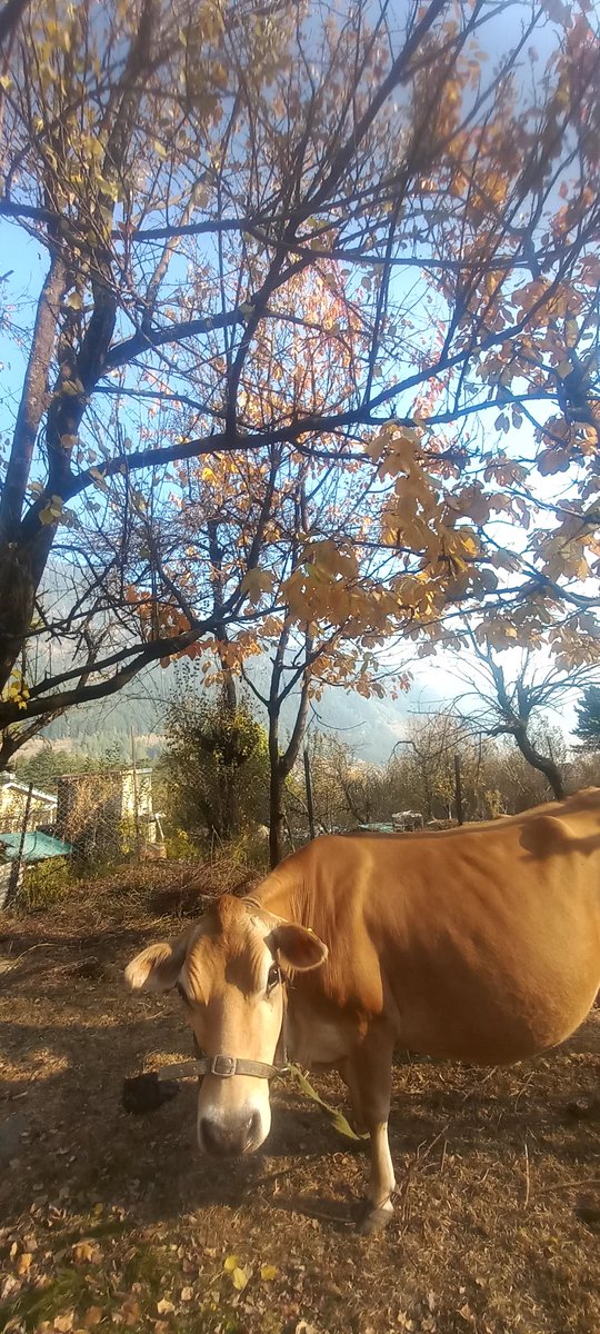 ash4intelways's tweet image. #forestnymph heavenly routine  #pinewood #mountain #trails #nature 
 #greets with #celestial #warmth #love #Today #cow was giving best possible #poses preferably #selfie #pose #autum #winter #fall #festival #fairytale #living #heaven #akhandanand #devbhoomi #himachal #manali