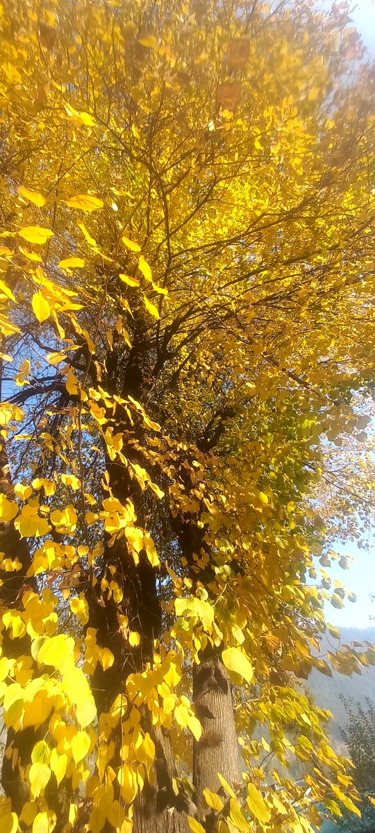 ash4intelways's tweet image. #forestnymph heavenly routine  #pinewood #mountain #trails #nature 
 #greets with #celestial #warmth #love #Today #cow was giving best possible #poses preferably #selfie #pose #autum #winter #fall #festival #fairytale #living #heaven #akhandanand #devbhoomi #himachal #manali