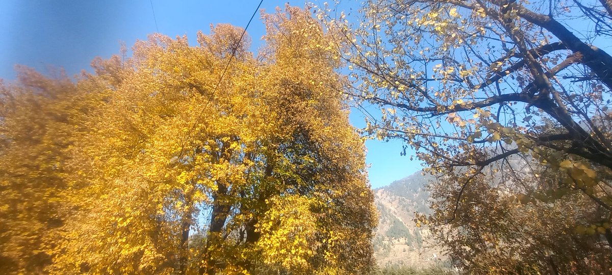 ash4intelways's tweet image. #forestnymph heavenly routine  #pinewood #mountain #trails #nature 
 #greets with #celestial #warmth #love #Today #cow was giving best possible #poses preferably #selfie #pose #autum #winter #fall #festival #fairytale #living #heaven #akhandanand #devbhoomi #himachal #manali