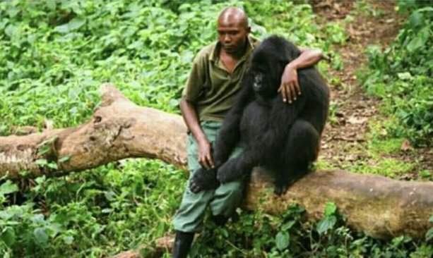i just found out
gm stands for gorilla mourning 😭
