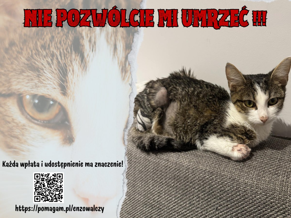 Proszę pomóż ocalić życie 🙏
pomagam.pl/enzowalczy

<a href="/Alicja80717757/">Alicja Szczepańska</a> <a href="/Dymeczka/">Granda</a> <a href="/BarbaraRudnicka/">Babs🇳🇱🇵🇱</a> <a href="/JaniukPongowilk/">Fiona🇵🇱🇪🇺🌈 Ukraina</a> <a href="/Karmela18736802/">Karmela</a> <a href="/CrimsonFrank/">Rockman</a> <a href="/ArlettaRais/">Arletta Sykulska-Rais</a> <a href="/EleEle87159523/">Ele Ele</a> <a href="/maruchinachan/">Ω Martyna Chwała Ω</a> <a href="/SzymonNurczyk/">Szymon Nurczyk</a> <a href="/EmilMichalik/">Emil Michalik</a> <a href="/KasiaKlass/">Cały Pis Kradnie</a> <a href="/kamajj_/">miriam brawański</a> <a href="/Olender8Olender/">Marcin Olender</a> <a href="/HopefulCat1/">Cat</a> <a href="/Monia715/">Monia71</a>