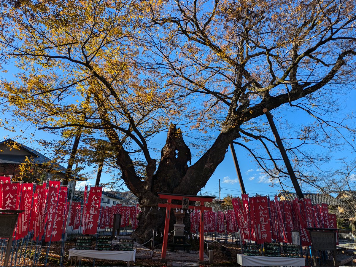 moca82go's tweet photo. 昨日、秩父の今宮神社と聖神社に行ってきた⸜(*´꒳`*)⸝
紅葉はまだもうちょかな？って感じではあったけどいい景色だった
願い事叶うといいな(´・ω・｀)
ちなみに今宮神社の御神木に馬に乗った騎士とこちらを覗き込もうとしてる目を隠した若者に見える物がある様に見えるのは気のせい？ https://t.co/uCNxL6e0uF
