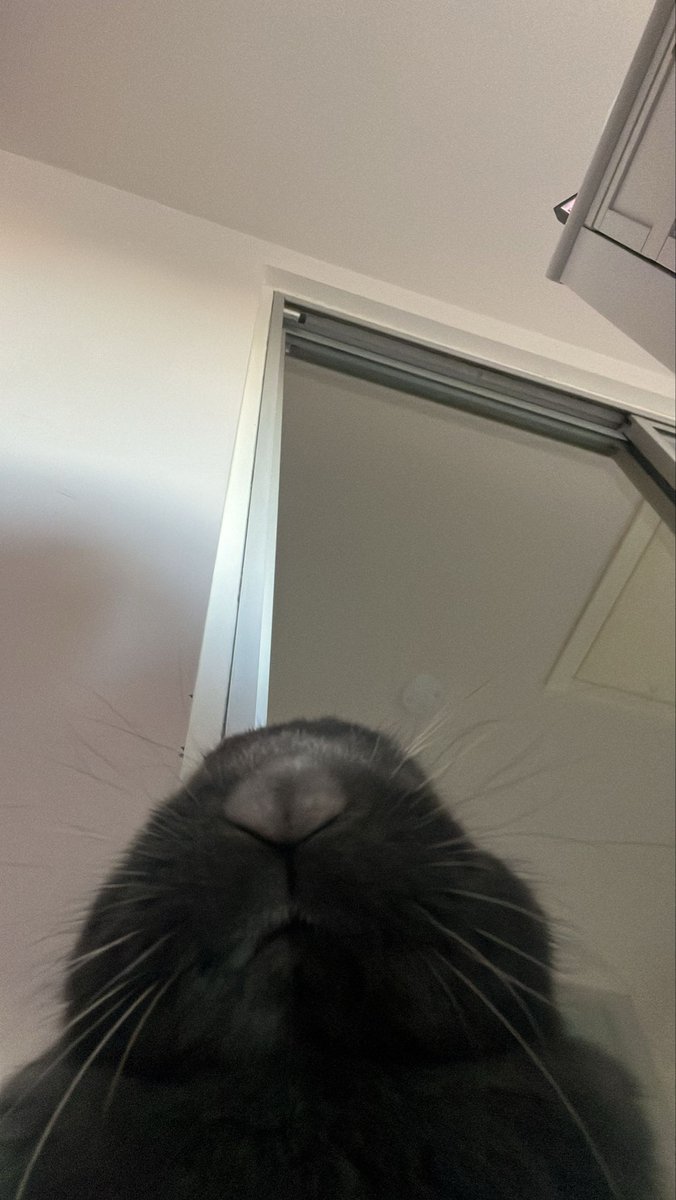 TophTheBunny's tweet photo. Hellow peepol in mine tellyfone https://t.co/W0Qdy9CVSa