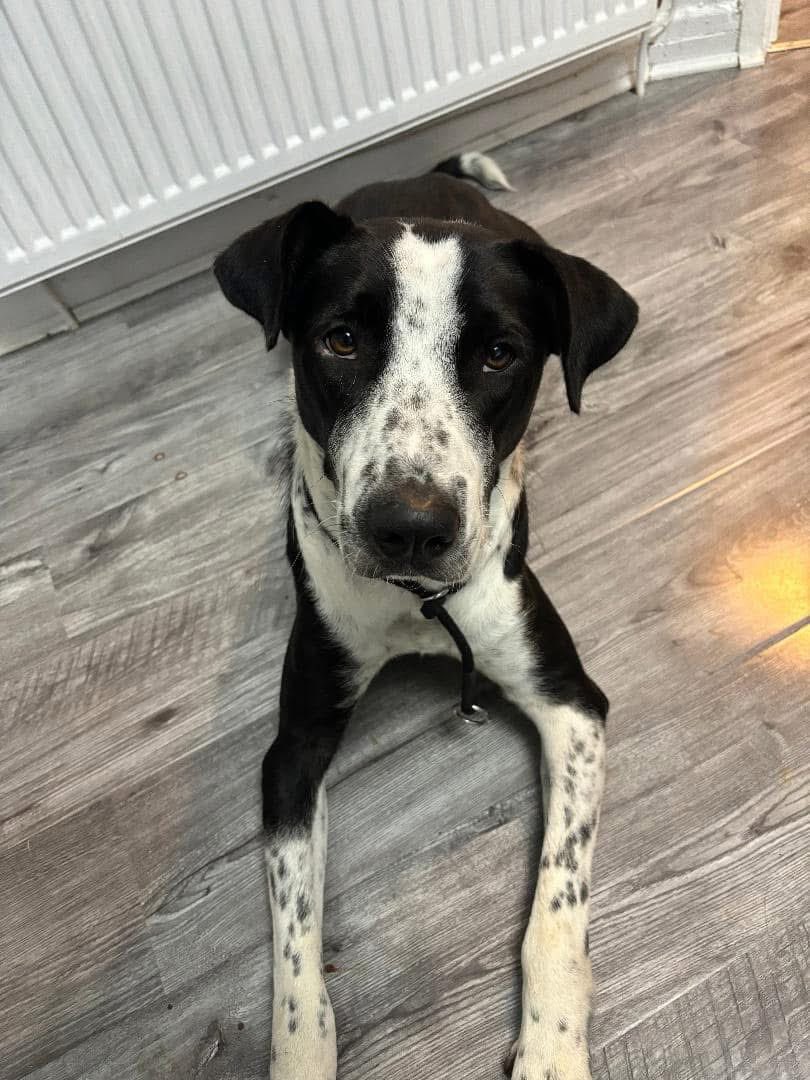 Help2Rehome Scotland tweet media