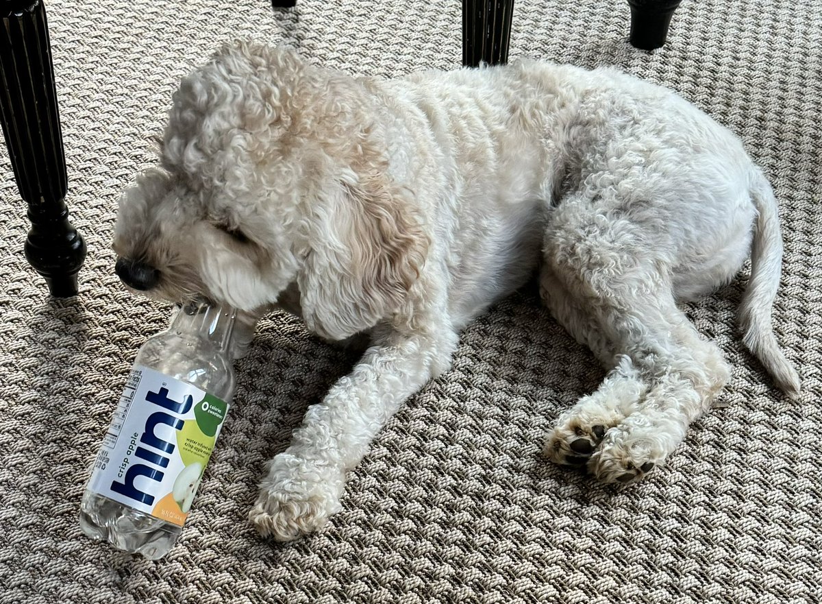 Ari Waller (@ariwaller) on Twitter photo Ever wonder if your #minigoldendoodle can take a <a href="/HintWater/">Hint Water</a>? The answer is a resounding yes. #thankful #hintwater #applecrisp Ever wonder if your #minigoldendoodle can take a <a href="/HintWater/">Hint Water</a>? The answer is a resounding yes. #thankful #hintwater #applecrisp