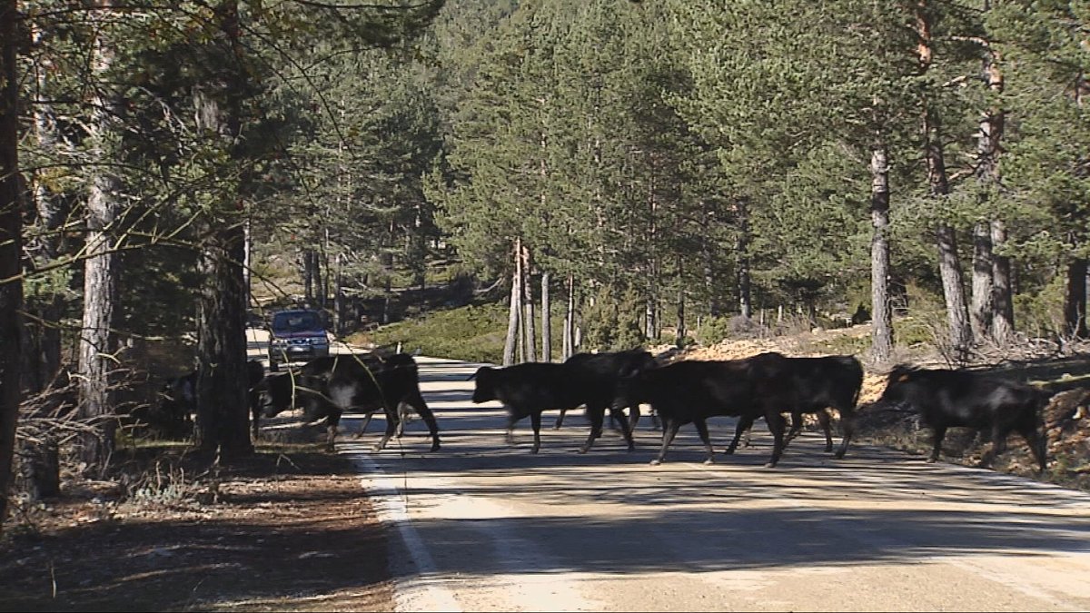 Llega el frío ❄️también para los animales. Acompañamos a la única ganadería de reses bravas que sigue haciendo la trashumancia de larga distancia🐮Esta semana iniciaban su vereda de 500 km en busca de temperaturas más altas y mejores pastos 🌄<a href="/RTVEAndalucia/">RTVEAndalucía</a>