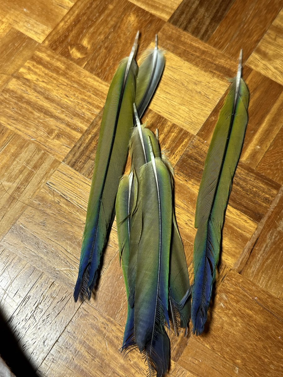 先程夜中にヴォルちゃん🦜がパニックを起こして大事な尾っぽがほぼ全て抜けてしまいました😭
今はパニックも治り体調面は問題なさそうですがバランス悪そうに動いたり無くなった尾っぽを探す姿が痛々しくて見てて可哀想でなりません😢