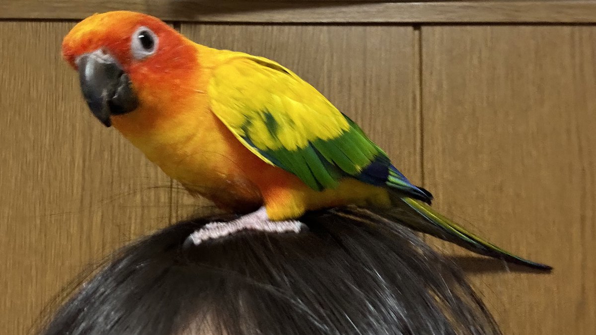 Juli87341806's tweet photo. 先程夜中にヴォルちゃん🦜がパニックを起こして大事な尾っぽがほぼ全て抜けてしまいました😭
今はパニックも治り体調面は問題なさそうですがバランス悪そうに動いたり無くなった尾っぽを探す姿が痛々しくて見てて可哀想でなりません😢 https://t.co/hHQ59jUWEl