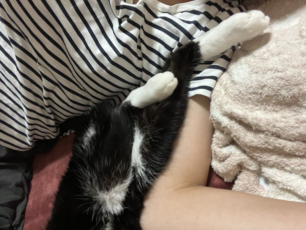 mnpn7560's tweet photo. にゃんちゃんに思いを馳せる毎日🐱 https://t.co/8IJjvU6rVz