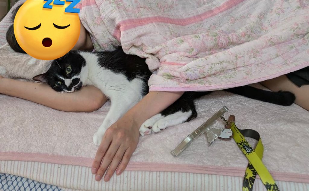 mnpn7560's tweet photo. にゃんちゃんに思いを馳せる毎日🐱 https://t.co/8IJjvU6rVz