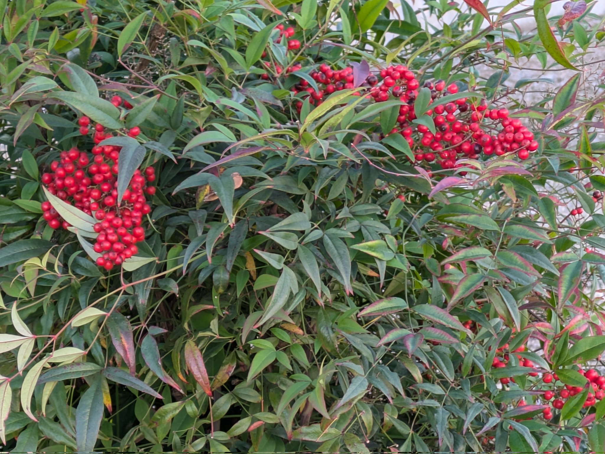 南天の実 - Search / X