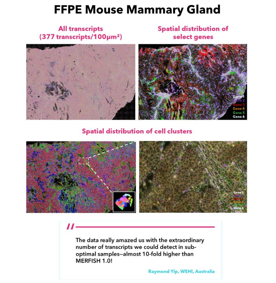 🔓Unlock enhanced sensitivity &amp; performance for challenging sample types with MERFISH 2.0! Built on trusted #MERFISH technology, MERFISH 2.0 takes your #SpatialTranscriptomics to the next level. 

Explore data from challenging customer samples: hubs.ly/Q02Z881R0