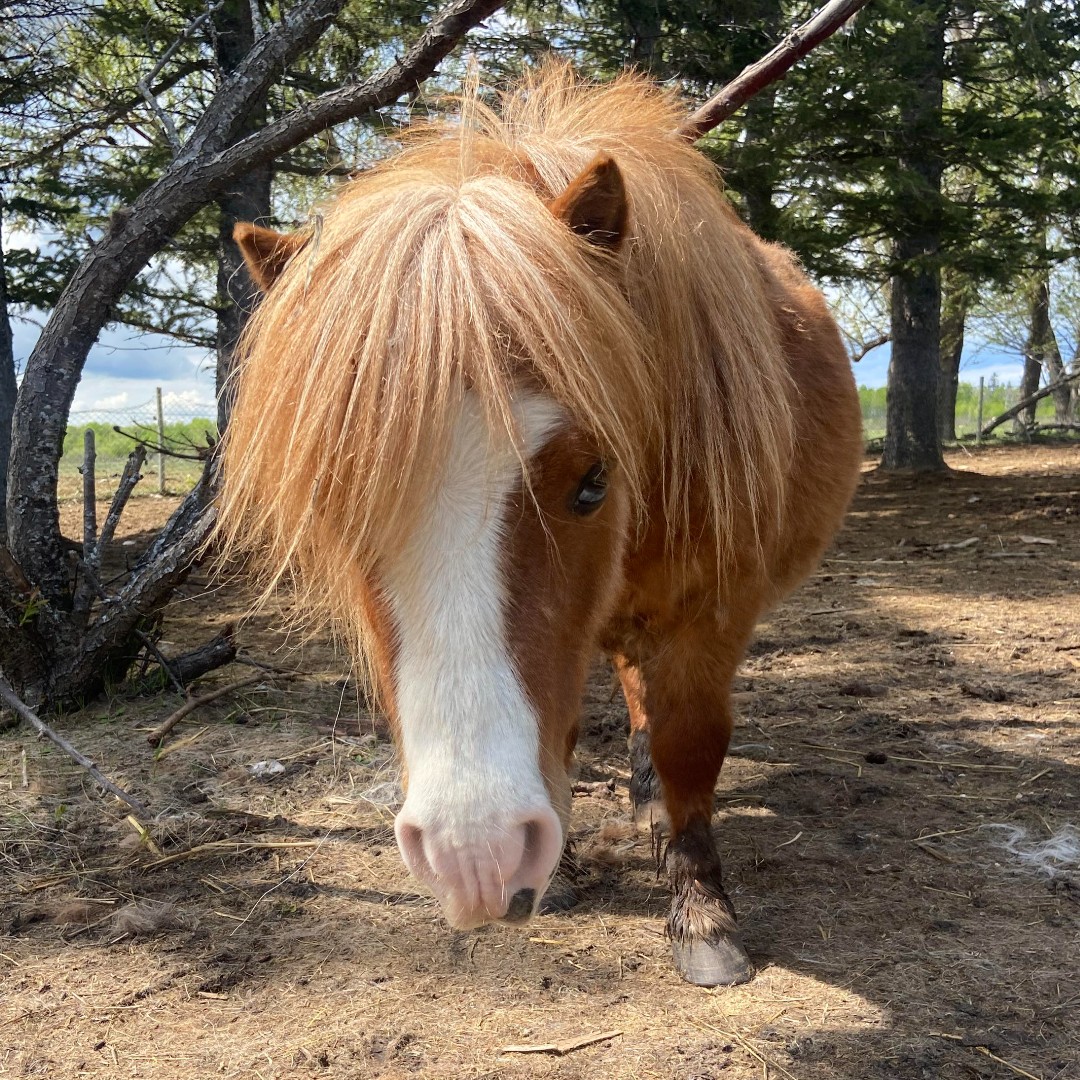 🌟Boost Your Horse's Health! 🌟 Did you know that certain foods can supercharge your horse's immunity &amp; energy? 🐴✨🍏

🥕 Carrots for Vitamin A
🌾 Oats for sustained energy
🍎 Apples for hydration &amp; vitamins
🥬 Greens (like kale) for antioxidants!

#HorseHealth #EquineWellness