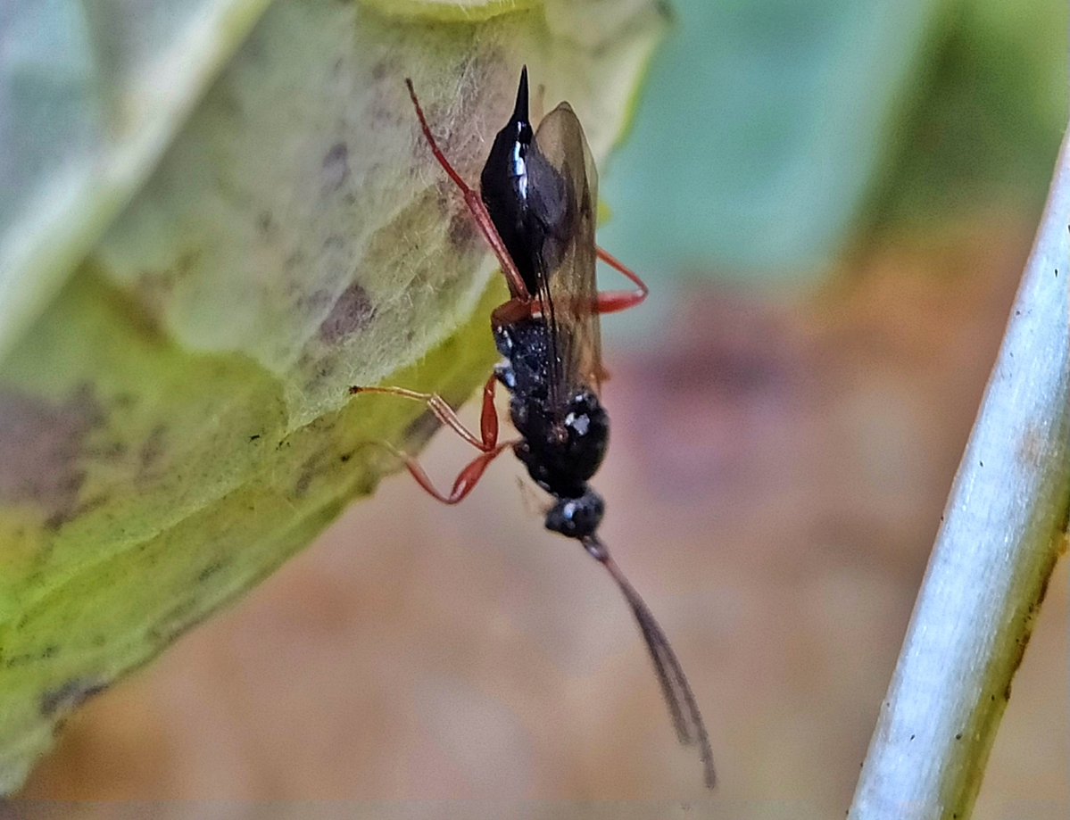 A lovely proctotrupid wasp among leaf litter in the garden this afternoon 💚🍃