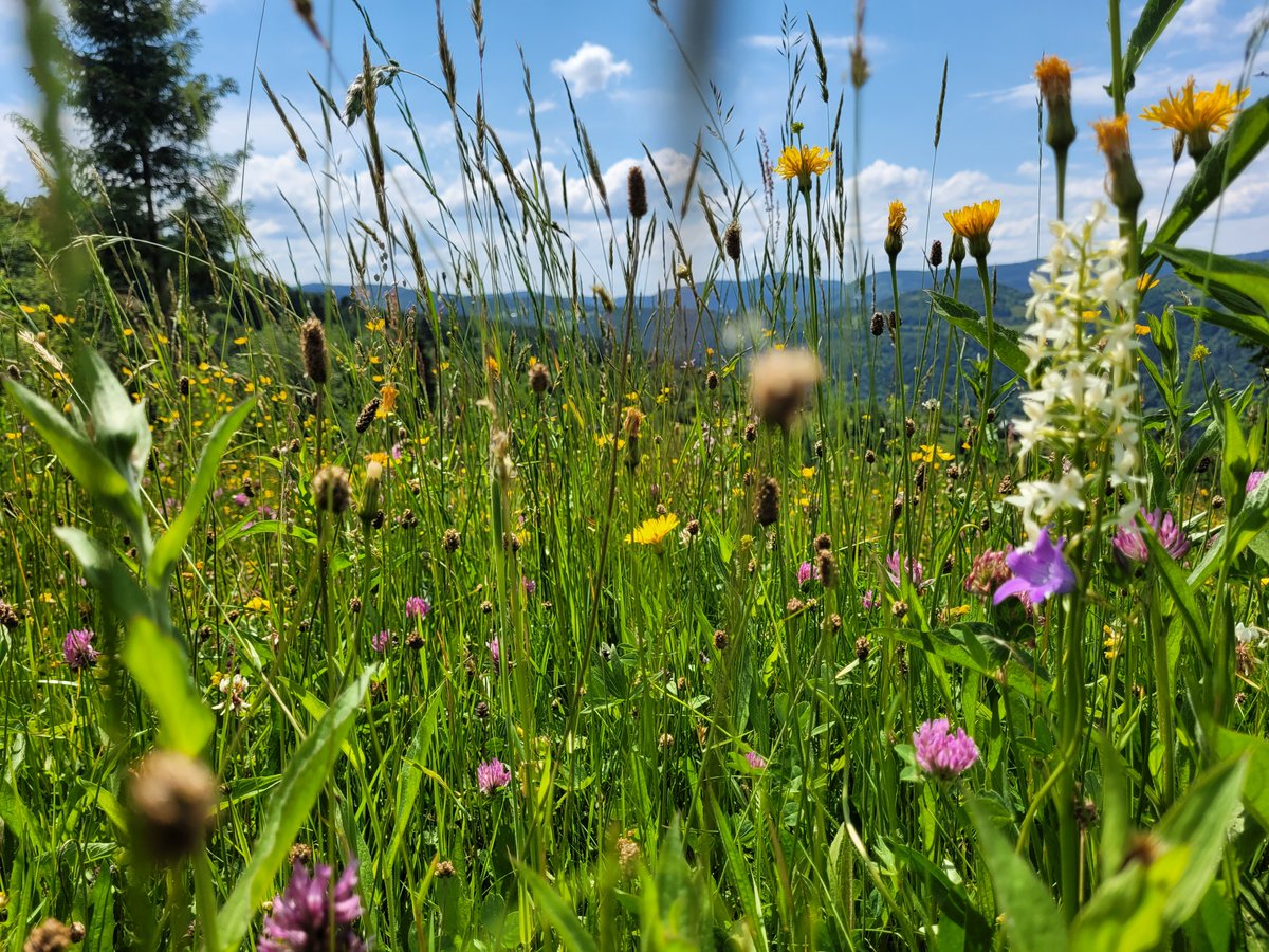 Saorla Kavanagh (@saorlakk) on Twitter photo JOB OPPORTUNITY: Project Manager, 34 months in my #FarmlandBiodiversity research group @Teagasc
<a href="/HorizonEU/">Horizon Europe 🇪🇺</a> project: Farmer-focused Biodiversity and Agricultural Knowledge Network.
Deadline 13/12/2024 topjobs-teagasc.thehirelab.com/LiveJobs/JobAp…
Would appreciate a RT JOB OPPORTUNITY: Project Manager, 34 months in my #FarmlandBiodiversity research group @Teagasc
<a href="/HorizonEU/">Horizon Europe 🇪🇺</a> project: Farmer-focused Biodiversity and Agricultural Knowledge Network.
Deadline 13/12/2024 topjobs-teagasc.thehirelab.com/LiveJobs/JobAp…
Would appreciate a RT
