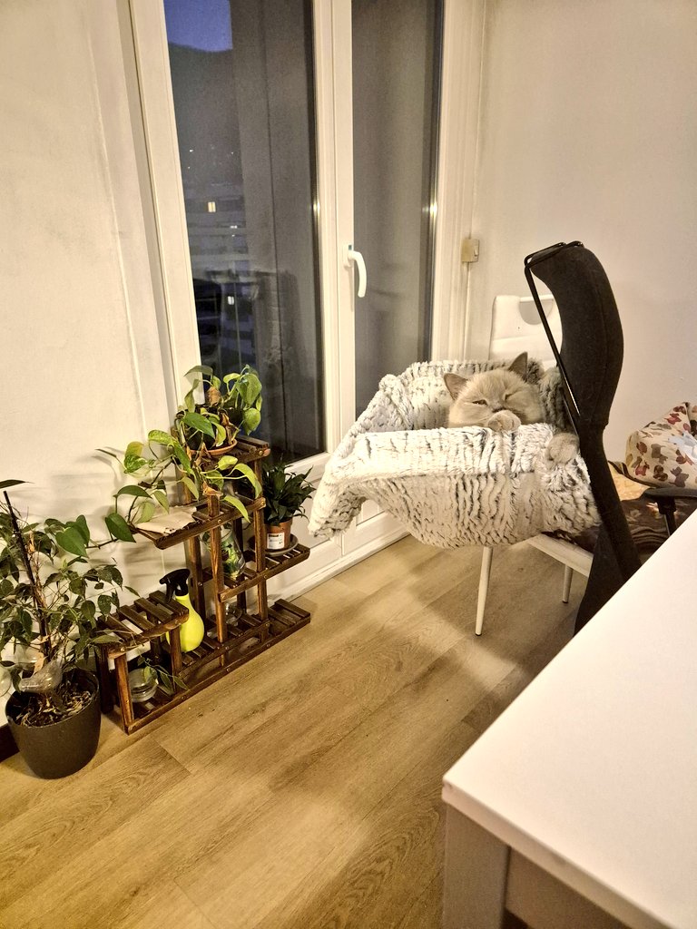 Work from home aesthetics ✨️