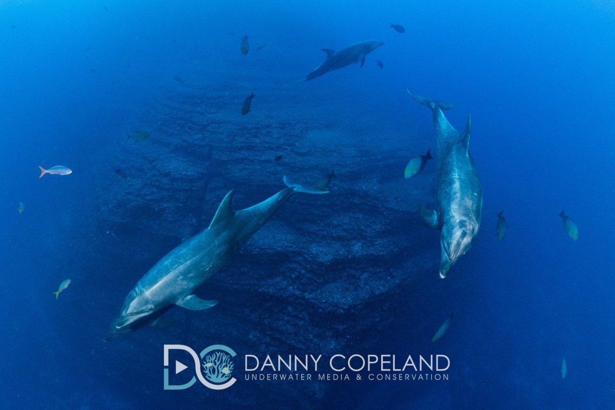 Dive Worldwide tweet media