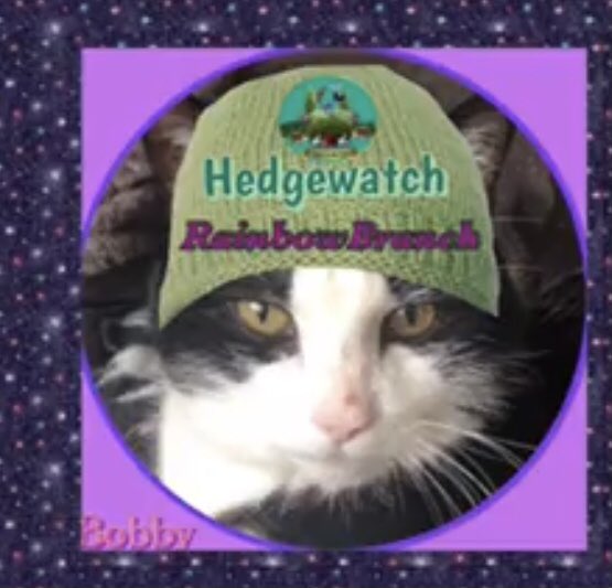 ArmaghBobby's tweet photo. @Hedgewatchers @OutwoodsCat Hello my darling … you're looking so pretty as always … welcome to the 🌈 Branch of #Hedgewatch 💖 https://t.co/j9gyvxopeK