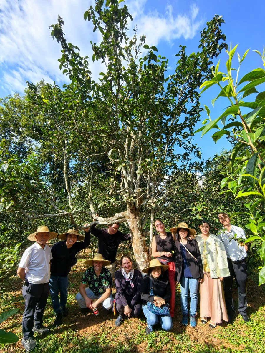 OrganicsEurope's tweet photo. Thrilled to share the success of the #OrganicBusiness #Tea event, held in 🇨🇳 on 4-7 Nov, a collaborative effort between #OrganicsEurope &amp; #IFOAMAsia, aiming at bringing together EU businesses &amp; Chinese producers to build connections &amp; foster collaboration in the organic sector🤝 https://t.co/hjTEwTBkgJ