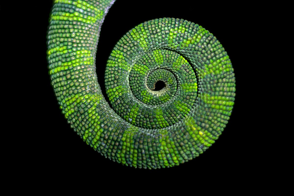 tprjayaraj's tweet photo. GREEN LOOP

Now available in @vitruveochain in at $250
https://t.co/4D9lE6geqQ https://t.co/8FbpmgAA6S