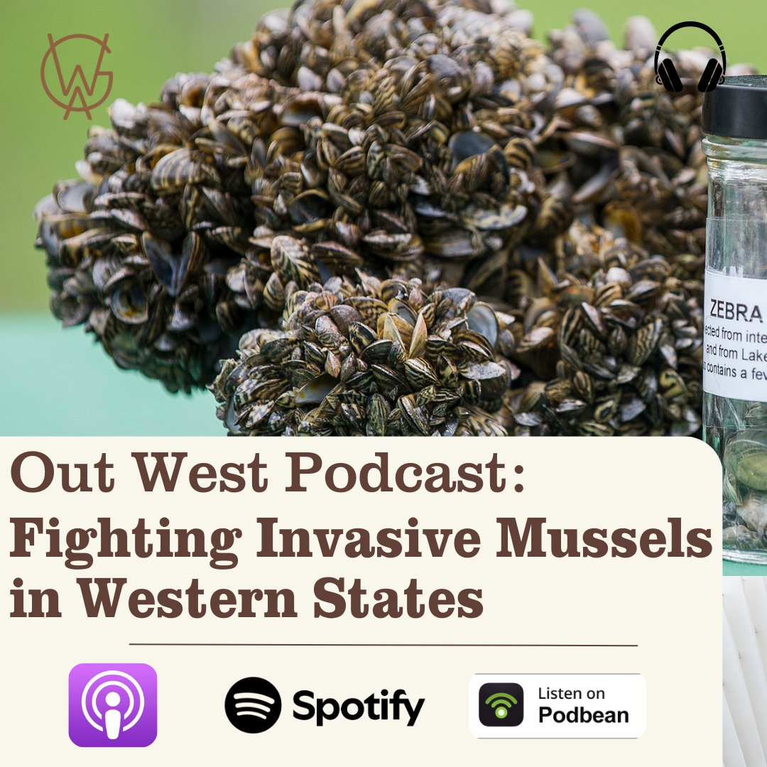 westgov's tweet photo. Did you know that invasive quagga and zebra mussels have been found this year in the Snake River in Idaho and the Colorado River in Colorado? Tune in to the latest episode of the Out West Podcast to hear about how western states are tackling this threat: https://t.co/MuPBB5npS4 https://t.co/iJpp1CdVYI