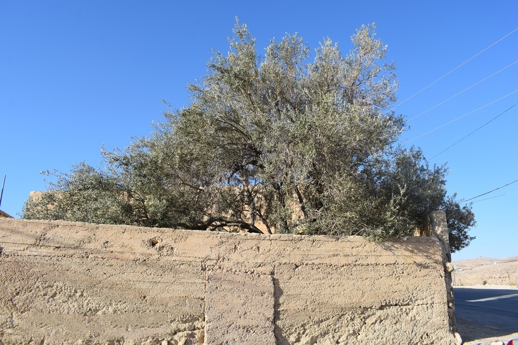 NooriAlQadiri's tweet photo. Maqam of Sayyiduna Nabi Sheeth (Alayhis Salam) in Busayrah, Jordan. His resting places are also famous in Iraq and Lebanon. According to a narration, he lived in Makkah and continued to perform Hajj and Umrah, and it was Makkah where his noble soul tasted death. Allah knows best! https://t.co/R49pO4zwxd