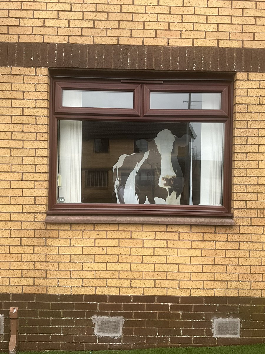 ChainyMac's tweet image. How does one get a coo out one’s house