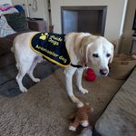 Photo by Retired 🦮 Uri (RIP RGD Arnie) (@UriGuideDog)