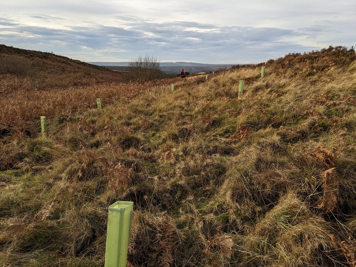 tanya eyre (@tanyaeyre) on Twitter photo Rewarding task today planting out junipers grown from cuttings by Elaine, Jules and Alan. On Fylingdales Moor in the <a href="/NorthYorkMoors/">North York Moors NP</a> with the Hoots volunteers. Thanks @WhitbyBotanist for leading today. @WhitbyNats Rewarding task today planting out junipers grown from cuttings by Elaine, Jules and Alan. On Fylingdales Moor in the <a href="/NorthYorkMoors/">North York Moors NP</a> with the Hoots volunteers. Thanks @WhitbyBotanist for leading today. @WhitbyNats
