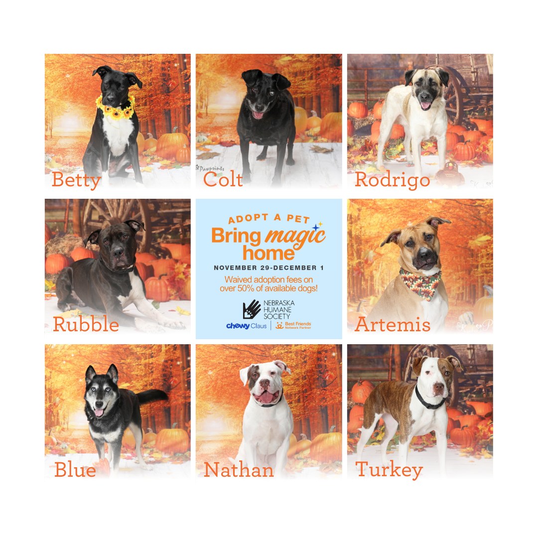 Nebraska Humane Society tweet media