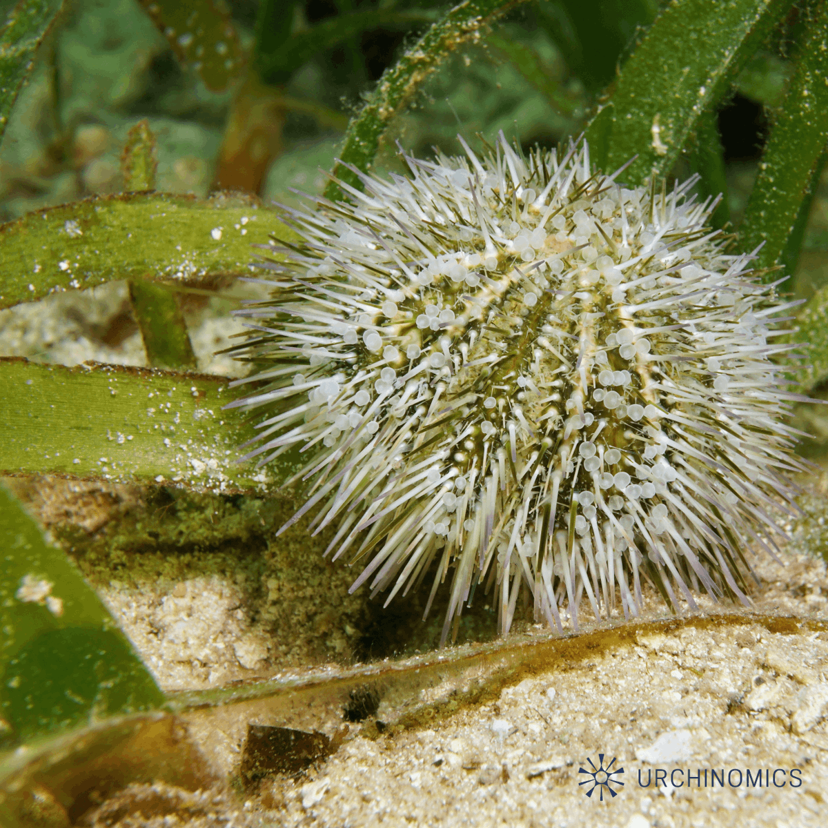 What’s the Deal with Urchins? Urchins play a critical role in maintaining healthy marine ecosystems, but when they overpopulate, they can devastate kelp forests. Eating sustainably farmed urchins helps restore balance to our oceans by allowing the re-growth of kelp forests! 🌊