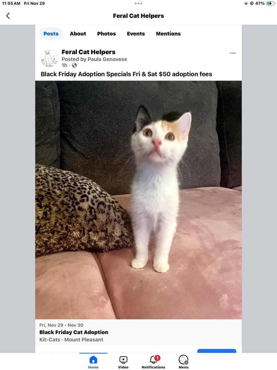 FeralCatHelpers's tweet photo. https://t.co/cE8KQ9wJyt