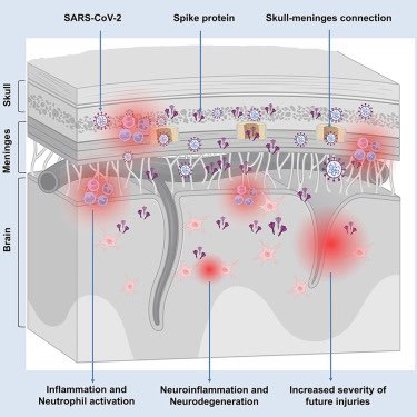 📣 NEW #MedTwitter: #SARSCoV2 spike persists in skull/meninges/brain in people with #COVID19 infection.  
In mice, spike is sufficient to induce brain #PathTwitter &amp; behavioral changes &amp; exacerbates #neuro damage. 
mRNA vax reduced but didn’t eliminate spike burden. /1
#LongCovid