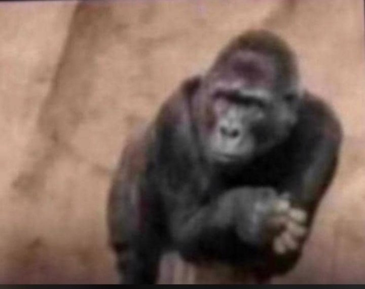 ELEWA_REPUBLIC's tweet photo. Your girlfriend when her friends are arguing in English 😏 https://t.co/T0M3Q0n8MM