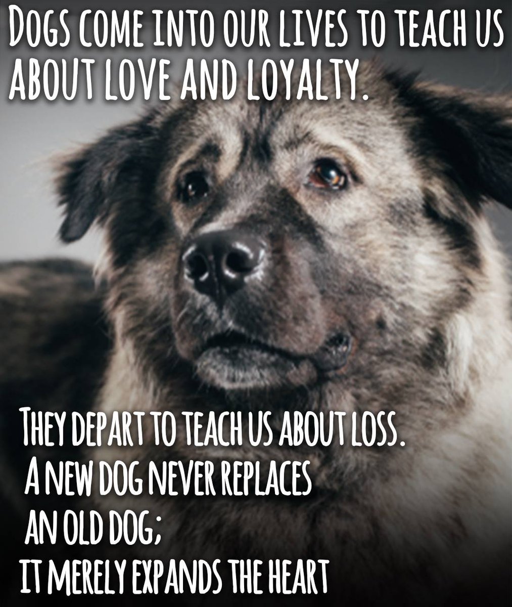 Pawzazzle's tweet photo. https://t.co/jXo5hJ4Qj2