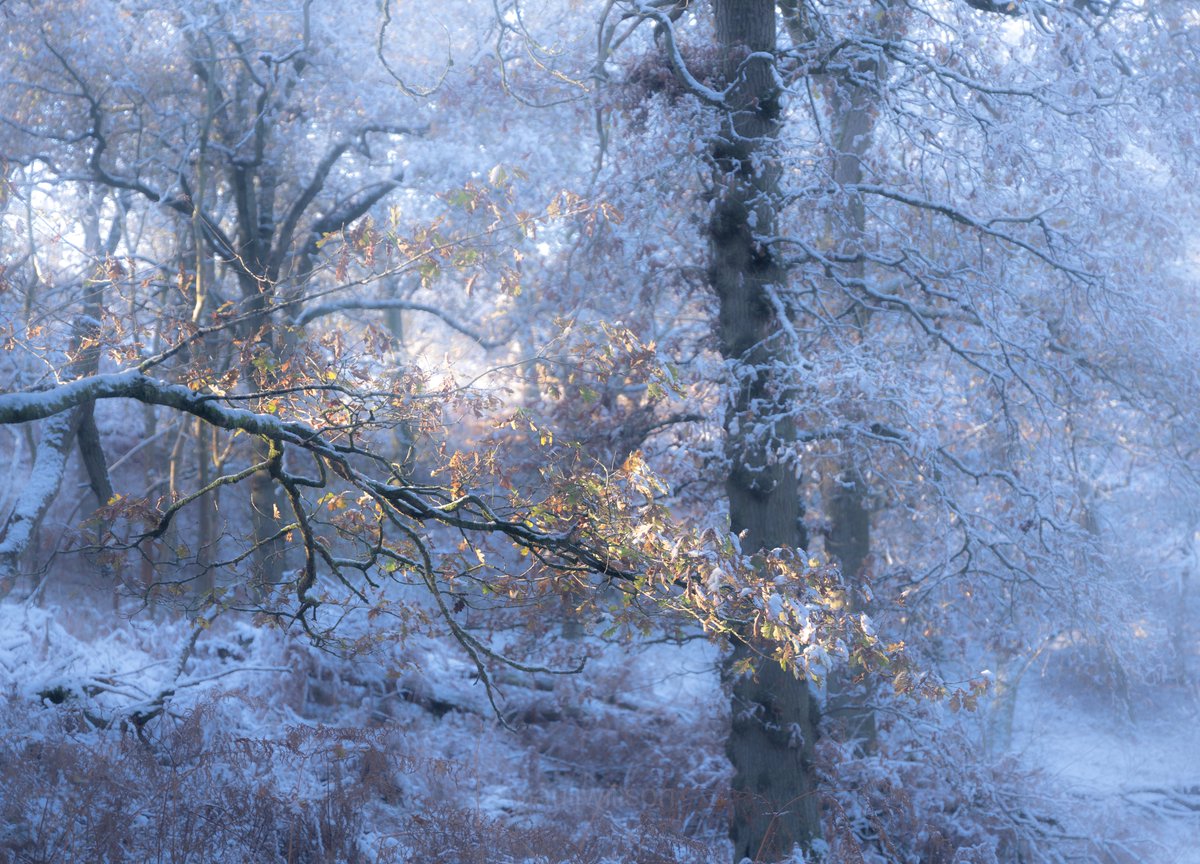 I can't tell you how many hours I spent wandering around some local woodland on this day, but light hitting this branch saved me going nuts