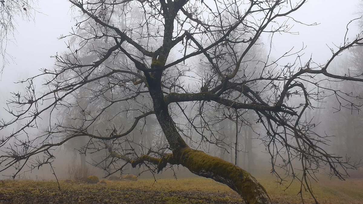 Kaik659300's tweet image. Lost in the mystery of the fog 🌫️🍂 The eerie calm of nature on a misty morning. #FoggyForest #MysticalNature #BareBranches #HauntingBeauty #NatureMood #MistyDays #NaturePhotography #QuietMoments #Atmospheric #WildernessVibes 🍃🌲