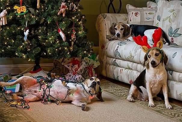 full_of_sit's tweet photo. We've given thanks, ate good food, and survived black Friday! You know what that means!... Christmas season! 
Hoist the trees and spread the cheer; Santa clause will soon be here…but let’s be honest; we all know that one dog that just can't stay off the naughty list! 
-Got a pooch that is so rowdy and mischievous that he makes the Grinch look like an Angel?
-Does your dog grab the shiny “balls” off the tree and play catch me if you can?
-maybe your misbehaving mongrel has the elf on the shelf fearing for his life this year. 
If you have a pooch that constantly tangles your tinsel and jingles your bells let us know! We'll help get them back on Santa's good side in no time!
Have questions or comments? 
Feel free to call/text us at 901-422-0264.

Get your YouTube videos here- https://t.co/gpuvyjf8Tn