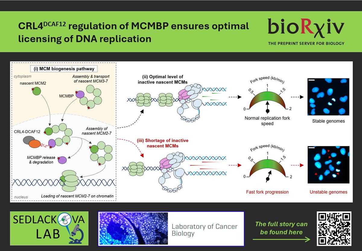📢 Happy to share our bioRxiv preprint on how CRL4-DCAF12 regulates the cellular level of MCMBP, a chaperone of nascent MCM2-7 complexes, to ensure error-free genome duplication. The full story can be found here: lnkd.in/eCjVNQks