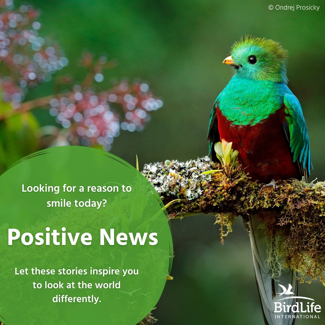 BirdLife International tweet media