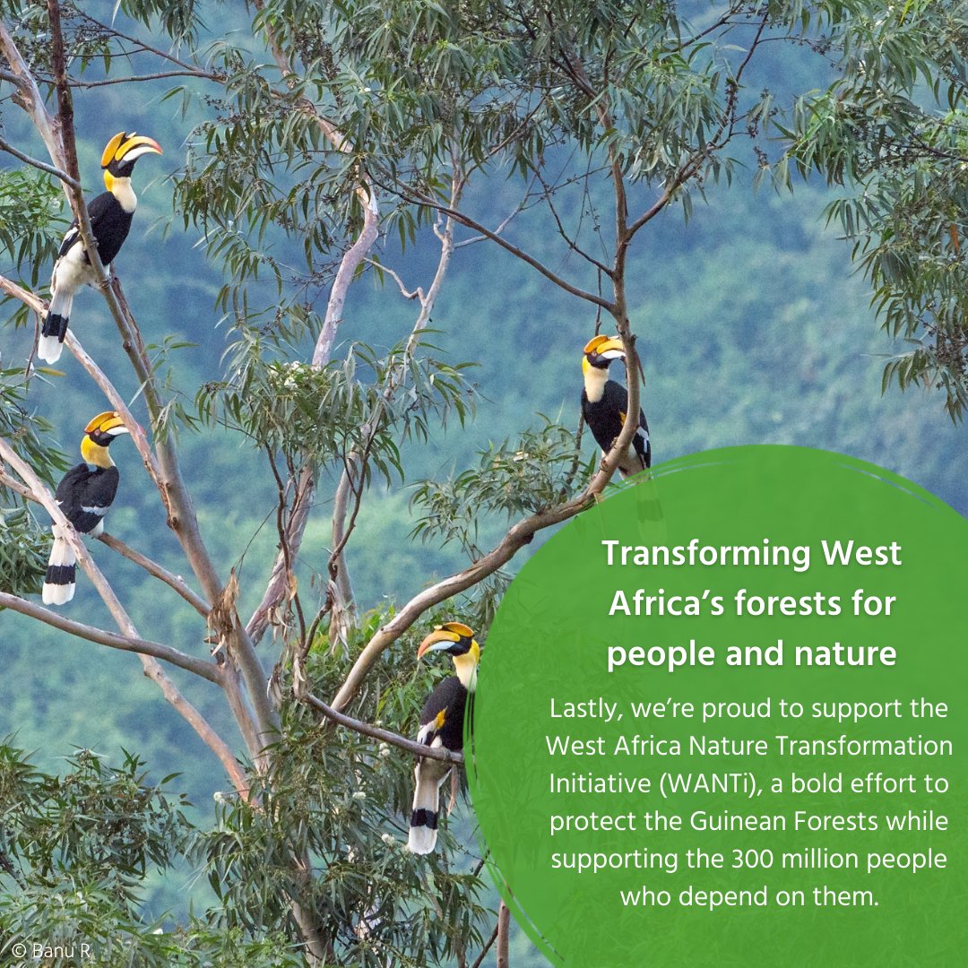 BirdLife International tweet media