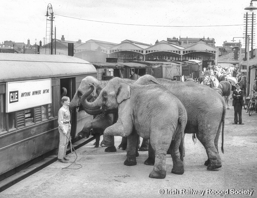 Irish Railway Archives (Ciarán Cooney) (@irishrailways) on Twitter photo We've seen this one before but it's one of the few #archive slides showing elephants and trains together; 🐘🚂CIÉ's "Anything, Anywhere, Anytime" slogan @ Kingsbridge (Heuston), Dublin, 1961. #ExploreYourArchive #EYAAnimals #irishrailarchives <a href="/PhotosOfDublin/">Photos of Dublin</a> We've seen this one before but it's one of the few #archive slides showing elephants and trains together; 🐘🚂CIÉ's "Anything, Anywhere, Anytime" slogan @ Kingsbridge (Heuston), Dublin, 1961. #ExploreYourArchive #EYAAnimals #irishrailarchives <a href="/PhotosOfDublin/">Photos of Dublin</a>