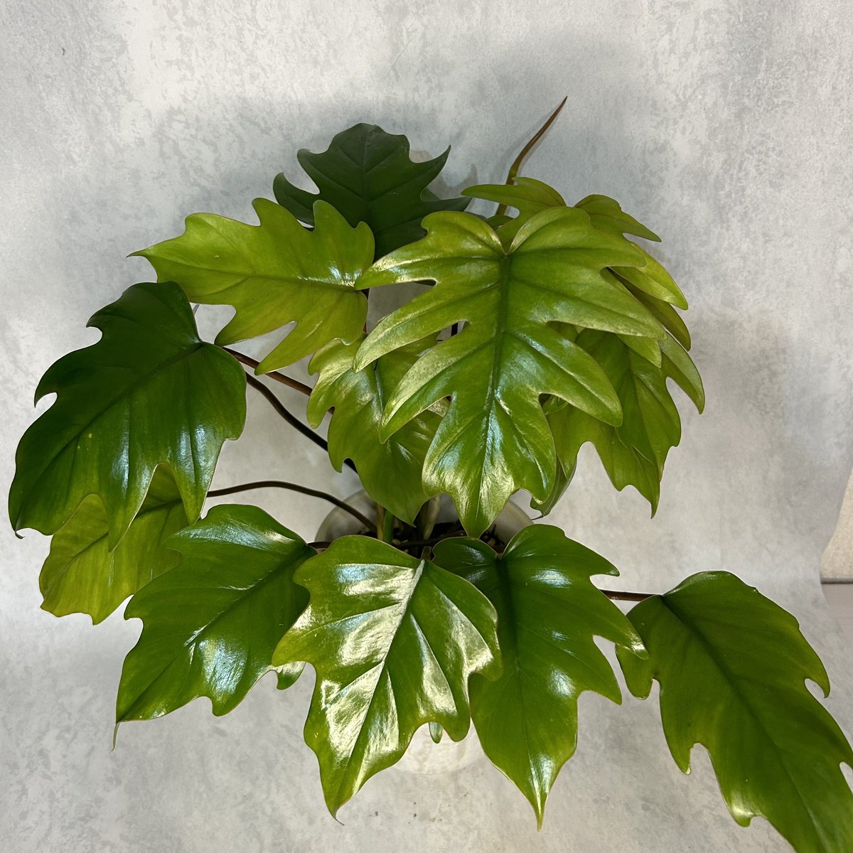 PLARE_plants's tweet photo. オンラインでは塊根植物がほとんどですが
マルシェなどのイベントでは
観葉植物も販売してるんですよ🪴

「ドラゴンリーフ」って名前がいいよね🐉

明日のギュウポケ in 竜王ドラゴンハットに
持っていきまーす🙌

#フィロデンドロン 
#フィロデンドロンタンゴ https://t.co/6BwiReNZAe
