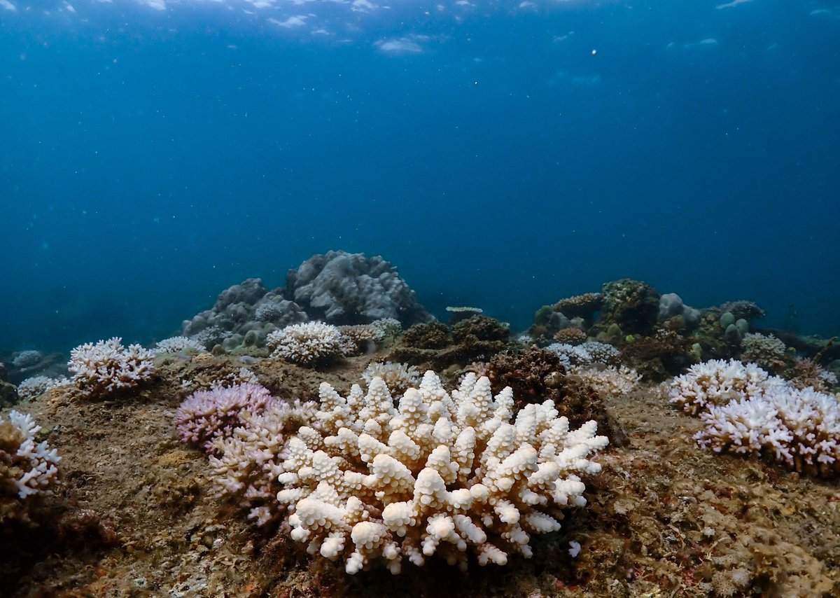 Given current climate policies (which are lagging behind Paris commitments), we're on track for a ~3°C warmer world

Including adaptation in our model can make the difference between Acropora corals being lost vs. persisting, albeit with a potential loss of reef function

(6/12)
