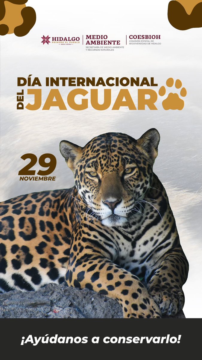 medioambiente_H's tweet image. Hoy se conmemora el Día Internacional del Jaguar 🐆 , el felino más grande y poderoso del continente americano 🌎.