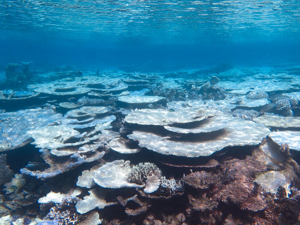 Marine heatwaves and resulting mass coral bleaching &amp; mortality events remain the single biggest threat to coral reefs globally.

We set out to test whether coral adaptation via natural selection could occur fast enough to keep pace with ocean warming.

(3/12)