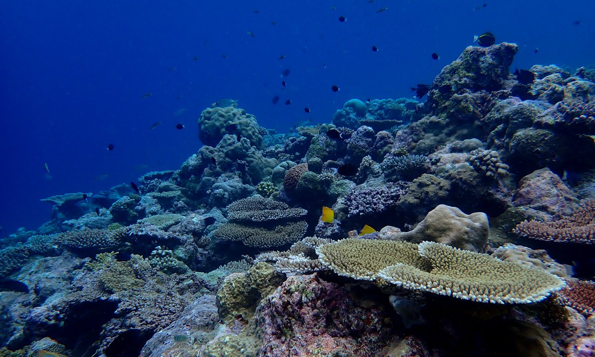 We find that natural selection could be able to offset some of the projected degradation of reefs.

But this will depend on our collective action toward decarbonisation to limit and reverse global warming.

(4/12)