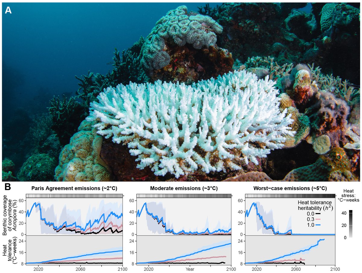 No matter our actions on reducing emissions, Acroporacorals are expected to decline over the coming decades.

But if we can achieve Paris Agreement commitments and limit warming to 2°C, then natural selection could allow Acropora populations to thrive beyond 2050.

(5/12)