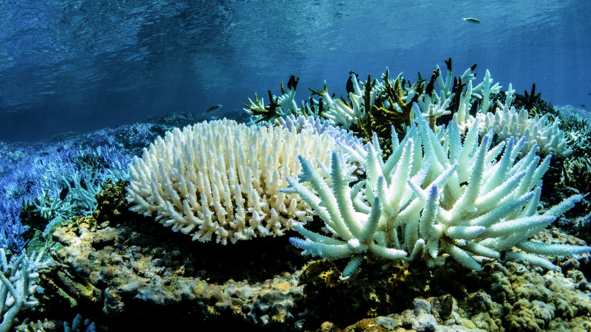 If we abandon the cause for climate action &amp; global temperatures rise by ~5°C, Acropora corals in our model disappear.

This holds true even for a an upper limit of adaptive potential, where heat tolerance is 100% genetically determined &amp; inherited perfectly.

(7/12)