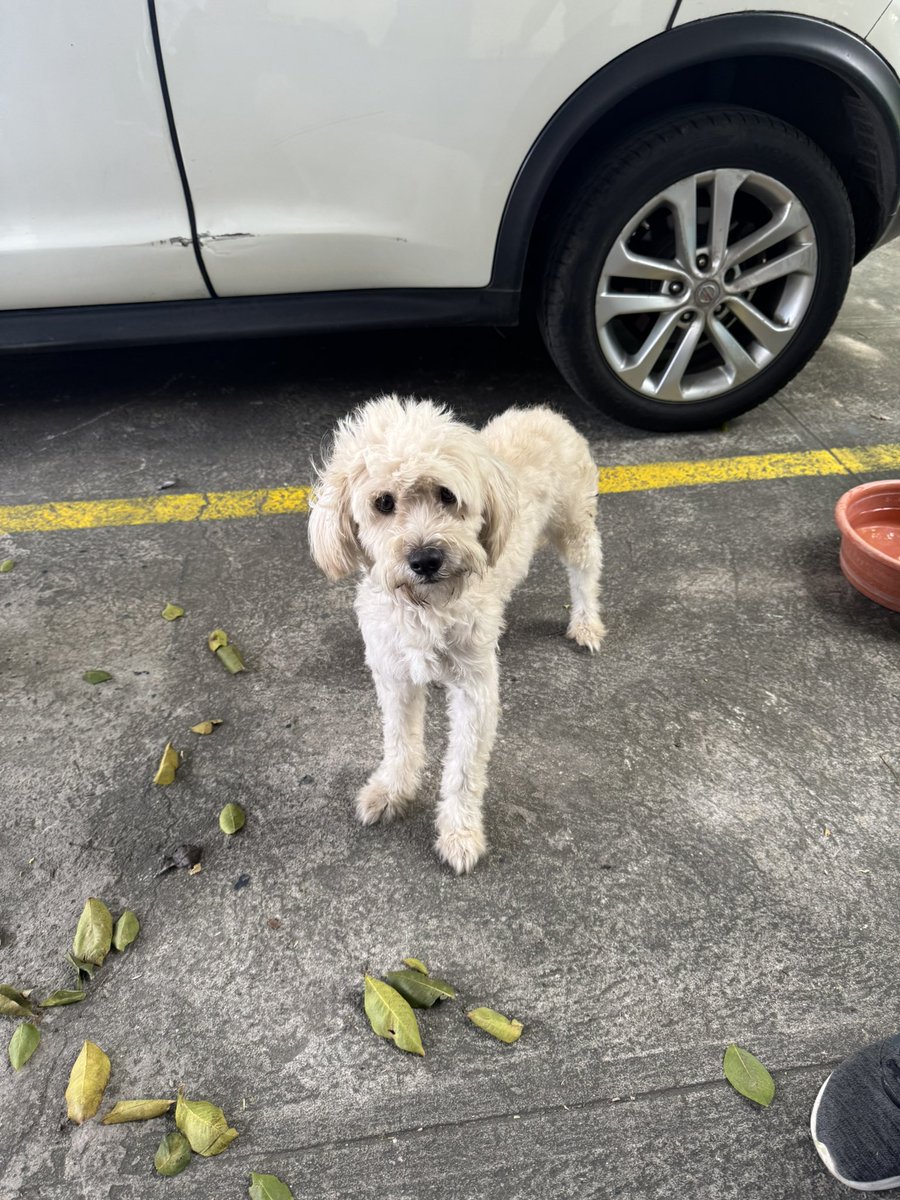 LeticiaE25's tweet photo. Perrito perdido en Unidad de Salud San Antonio Abad, no tiene identificación y está bastante asustado, COMPARTIR POR FAVOR!! 🐶🐶 https://t.co/ZmeRKYdkD3